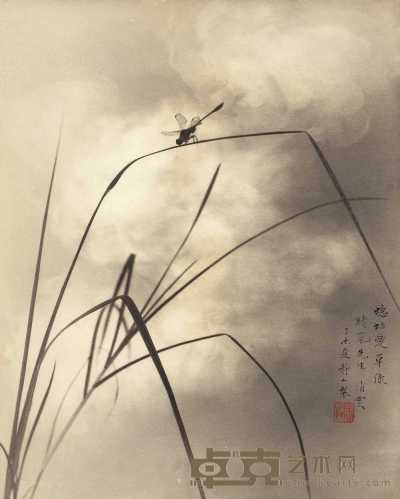 郎静山 1955年作 蟪蛄爱草绿 37.2×29.5cm